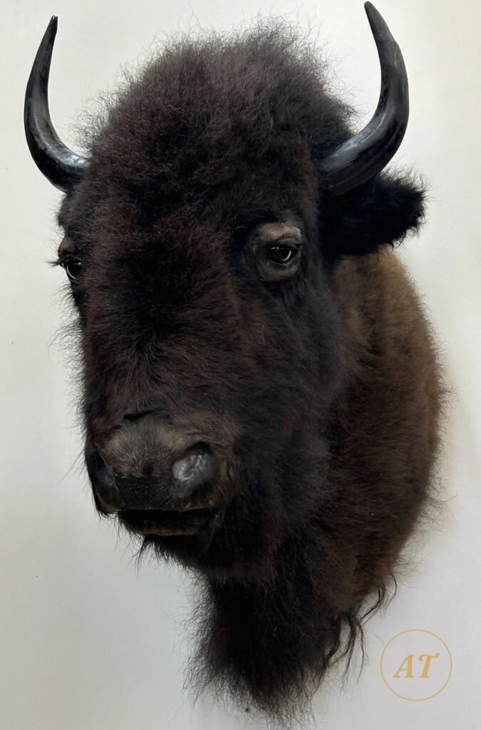 American bison shoulder mount taxidermy for sale in Australia