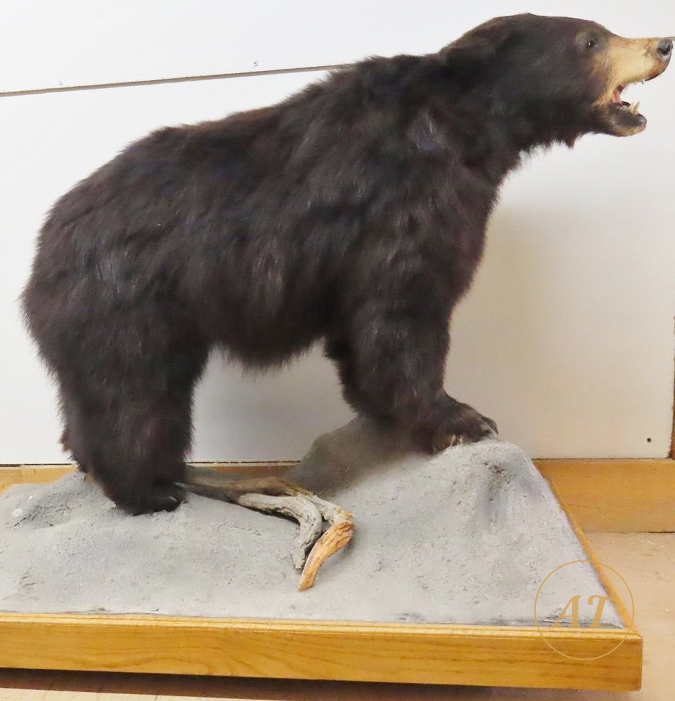 Medium black bear full mount taxidermy for sale in Australia, roaring pose on rock base