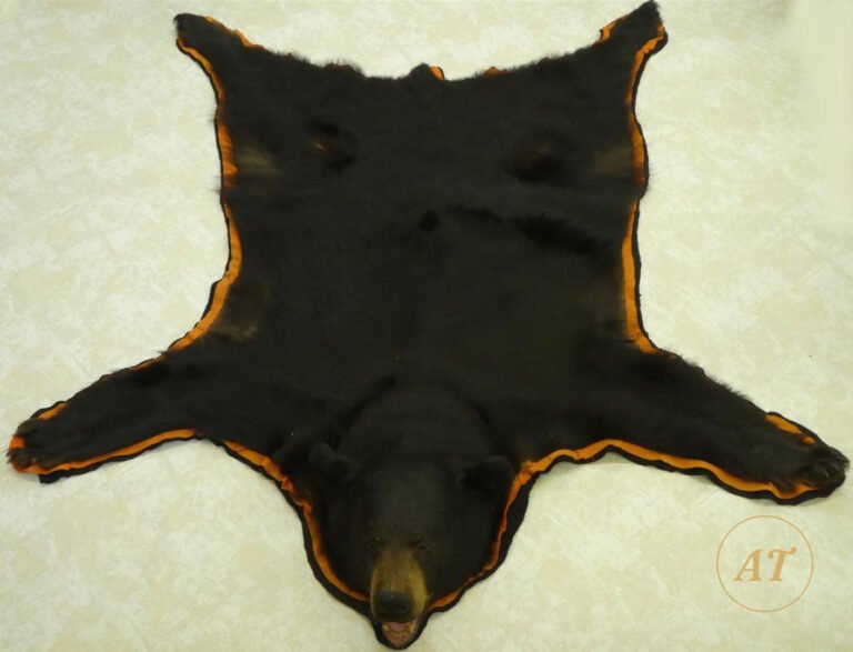 Black bear skin rug taxidermy for sale in Australia, felt-backed with open-mouth head