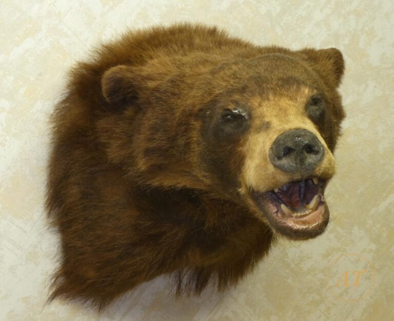 Black bear shoulder mount taxidermy for sale in Australia, open mouth