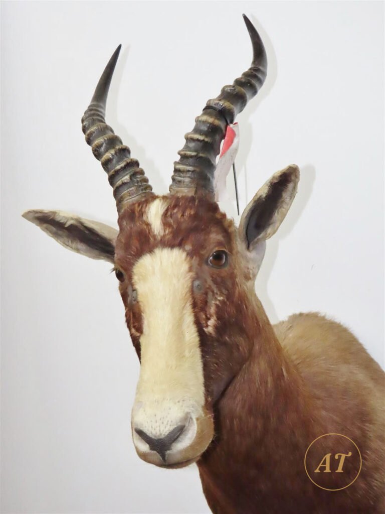 Blesbok antelope shoulder mount taxidermy for sale in Australia