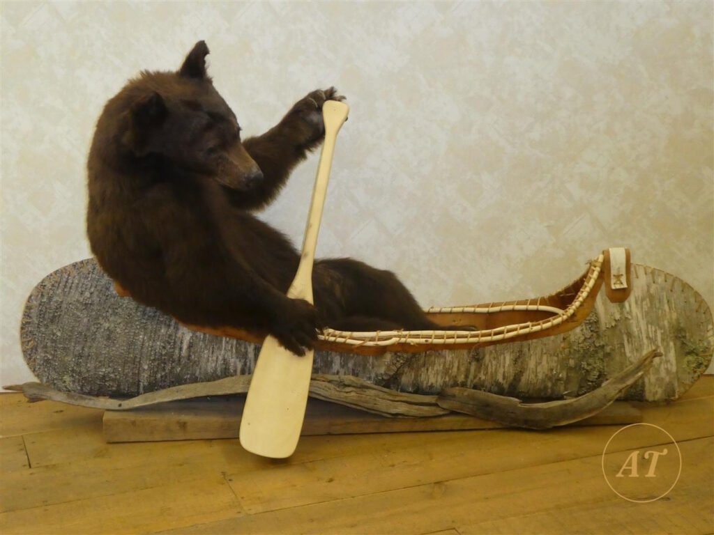 Novelty taxidermy black bear cub paddling a birchbark canoe, for sale in Australia