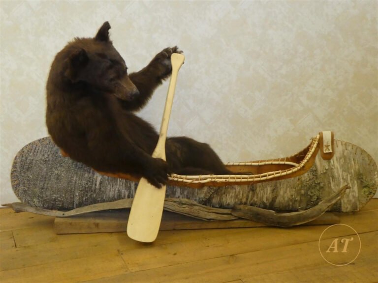 Novelty taxidermy black bear cub paddling a birchbark canoe, for sale in Australia