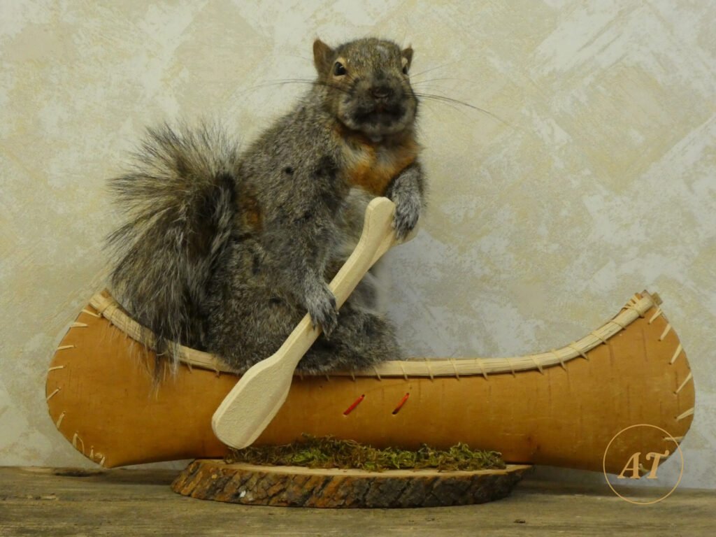 Canoeing squirrel novelty taxidermy for sale in Australia, birch bark canoe