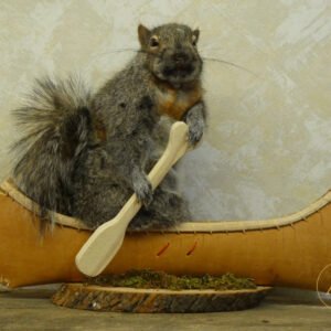 Canoeing squirrel novelty taxidermy for sale in Australia, birch bark canoe