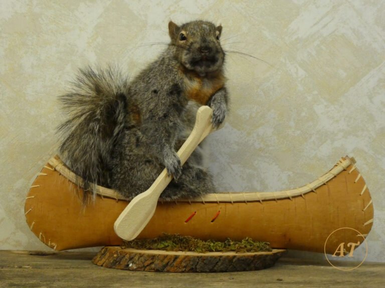 Canoeing squirrel novelty taxidermy for sale in Australia, birch bark canoe