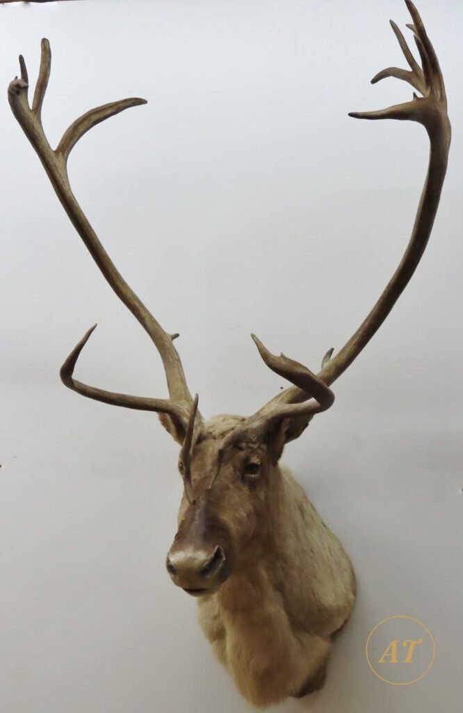 Caribou shoulder mount taxidermy for sale in Australia, palmated antlers