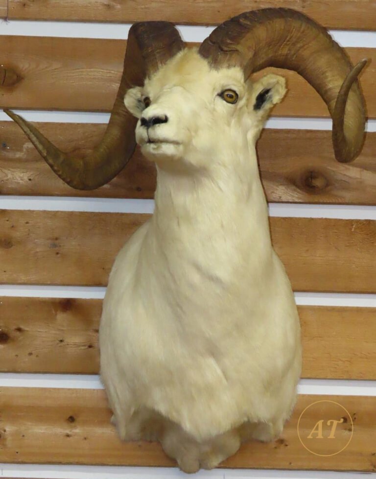 Dall sheep shoulder mount taxidermy for sale in Australia, white coat full curl horns