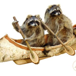 Two raccoons taxidermy in a birch bark canoe, for sale in Australia
