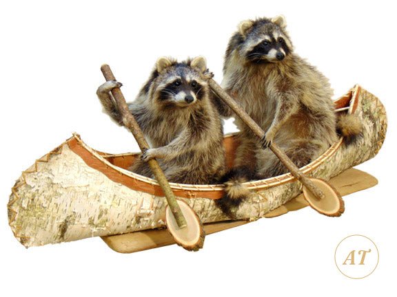 Two raccoons taxidermy in a birch bark canoe, for sale in Australia