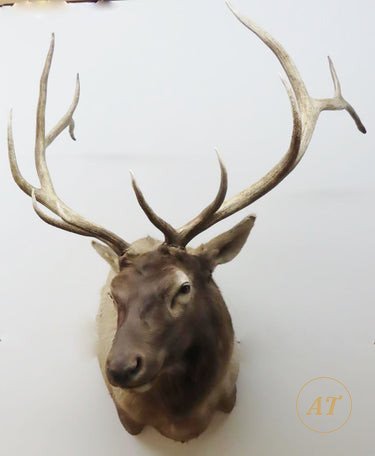 Elk shoulder mount taxidermy for sale in Australia, 6x6 rack