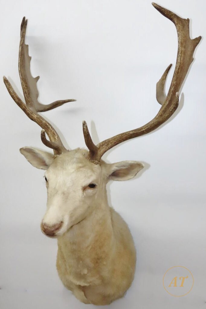 White fallow deer shoulder mount taxidermy for sale in Australia, palmated antlers