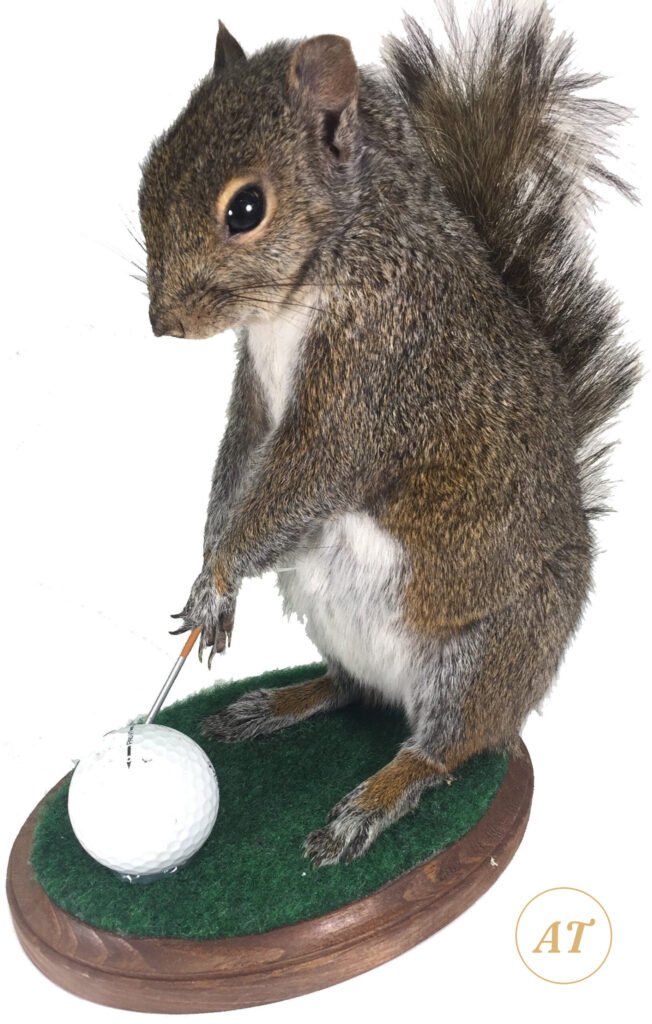 Golfing squirrel novelty taxidermy for sale in Australia, golf club and ball
