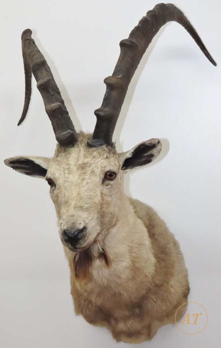 Ibex shoulder mount taxidermy for sale in Australia, long ringed horns