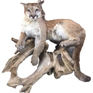 Mountain lion taxidermy mount life-size on driftwood base