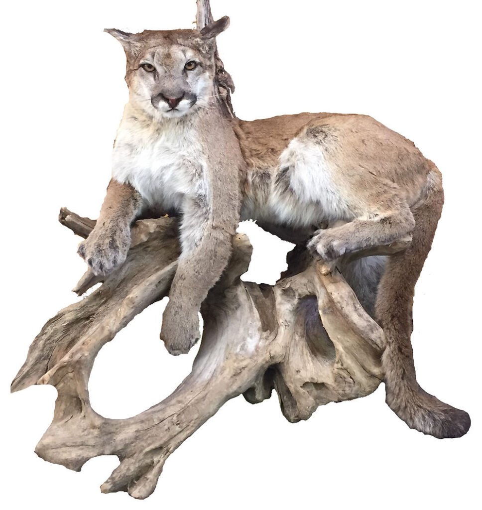 Mountain lion taxidermy mount life-size on driftwood base