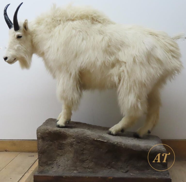 Lifesize mountain goat taxidermy for sale in Australia on rock base