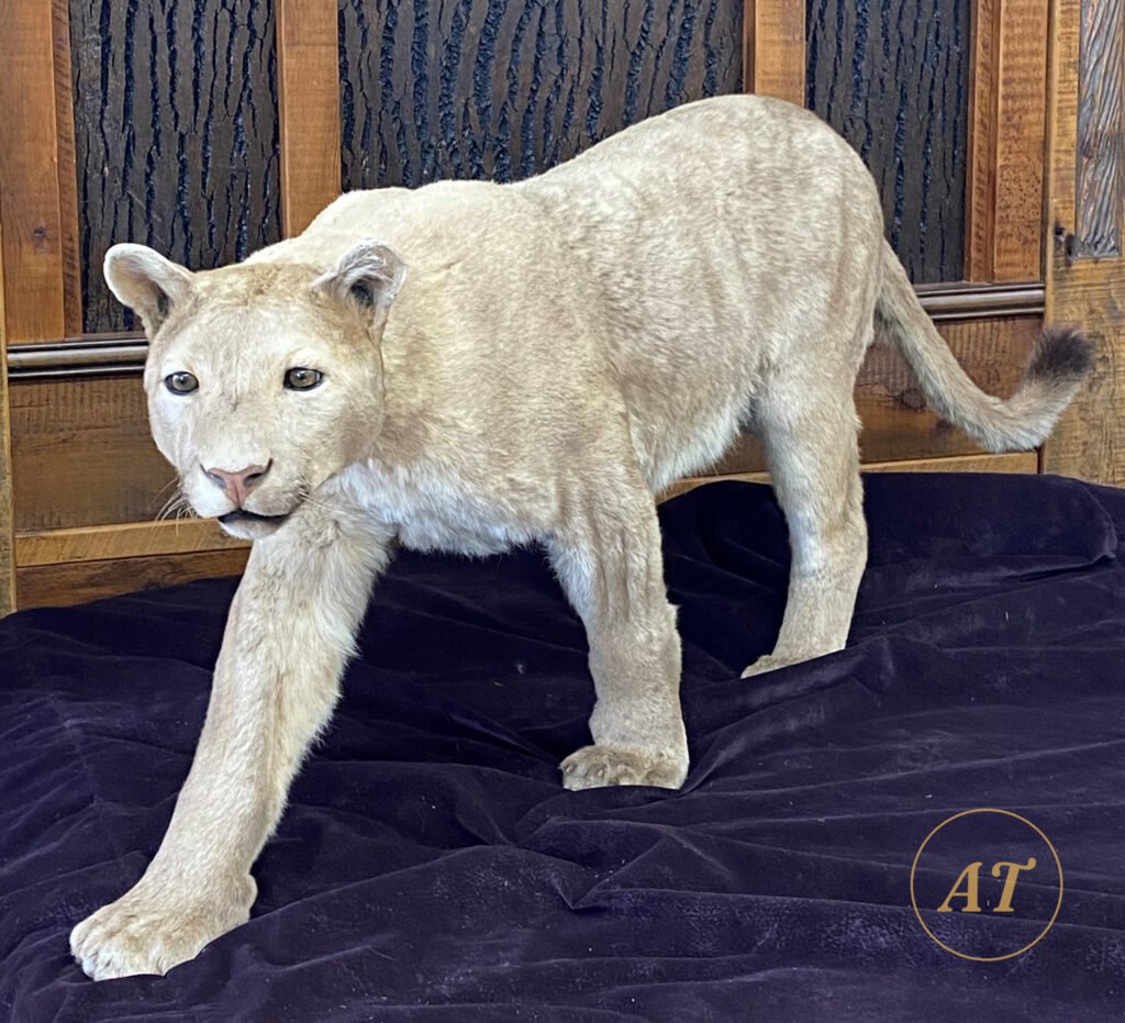 Mountain lion cougar taxidermy full mount walking pose, for sale in Australia