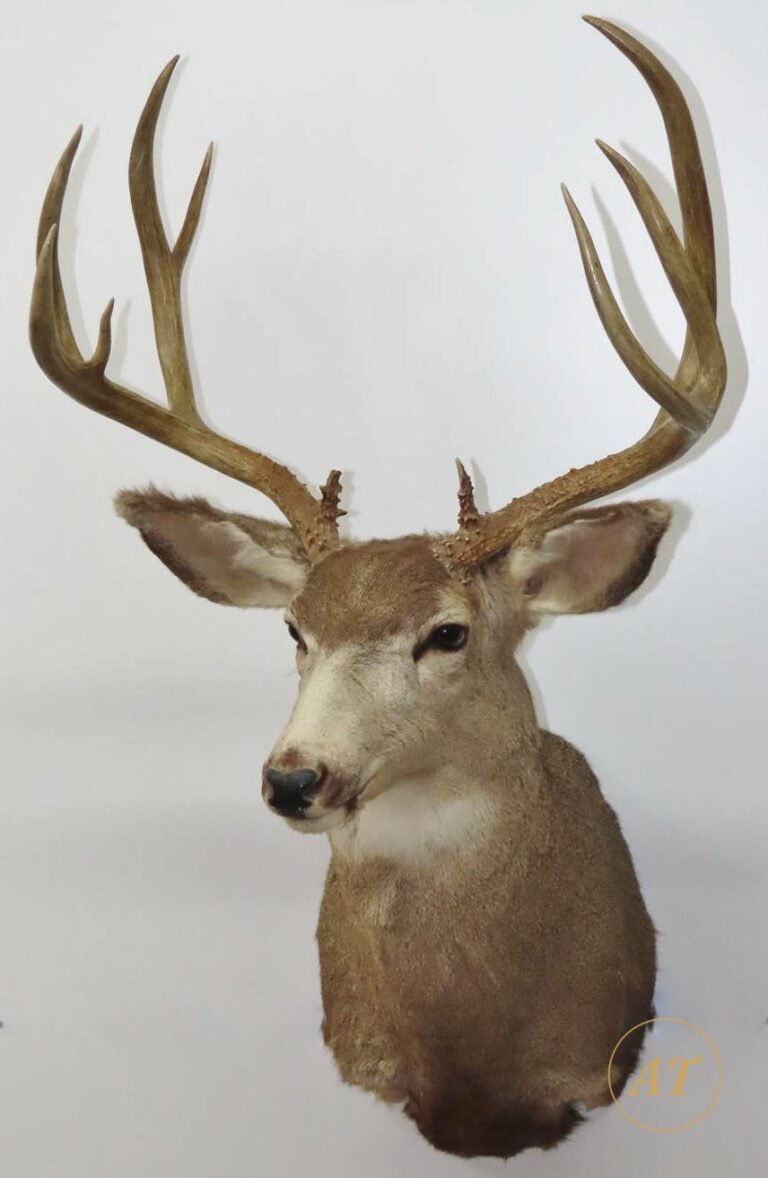 Mule deer shoulder mount taxidermy for sale in Australia