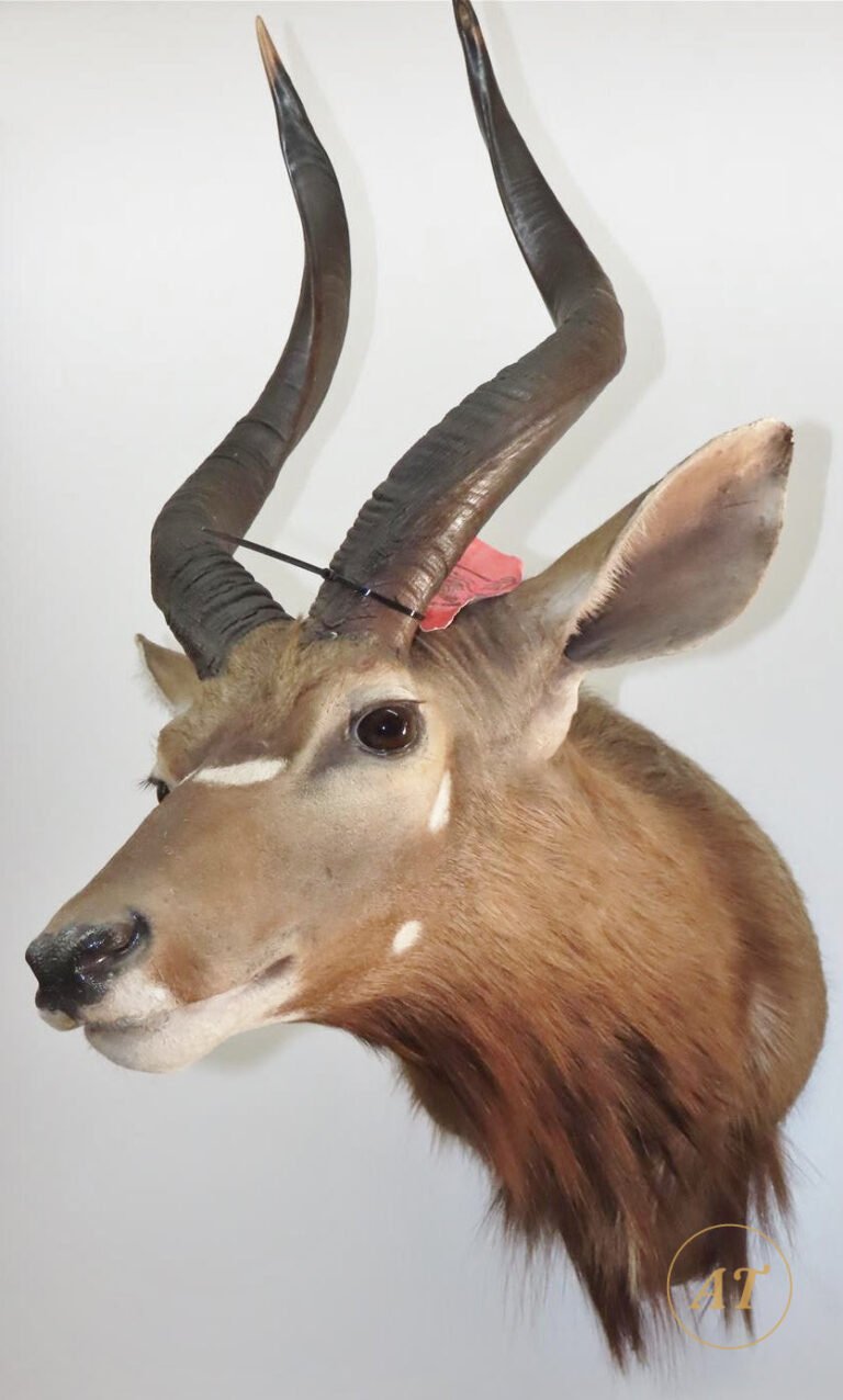 Nyala antelope shoulder mount taxidermy for sale in Australia, spiral horns
