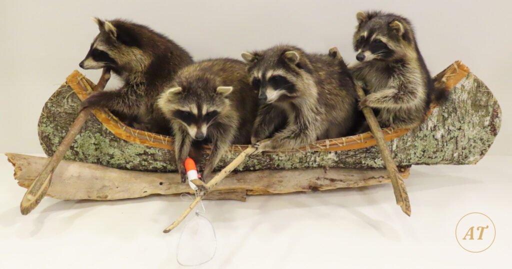 Novelty taxidermy display of four raccoons in a birch bark canoe fishing, for sale in Australia