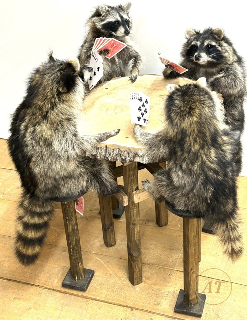 Novelty taxidermy display of four raccoons playing poker at a table, for sale in Australia