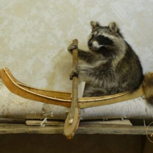 Novelty taxidermy raccoon paddling a birch bark canoe, for sale in Australia