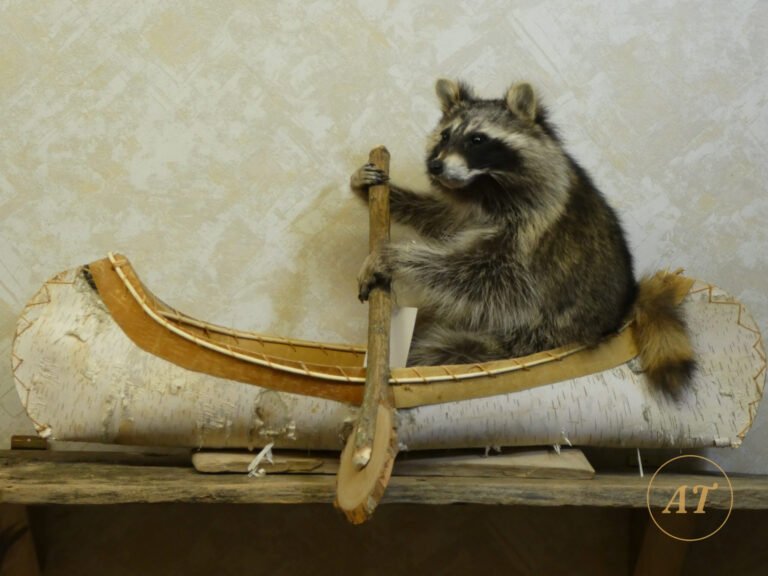 Novelty taxidermy raccoon paddling a birch bark canoe, for sale in Australia