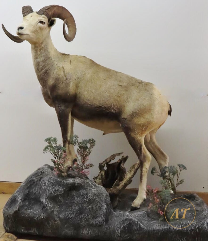 Lifesize Stone sheep taxidermy for sale in Australia on rock base with habitat accents