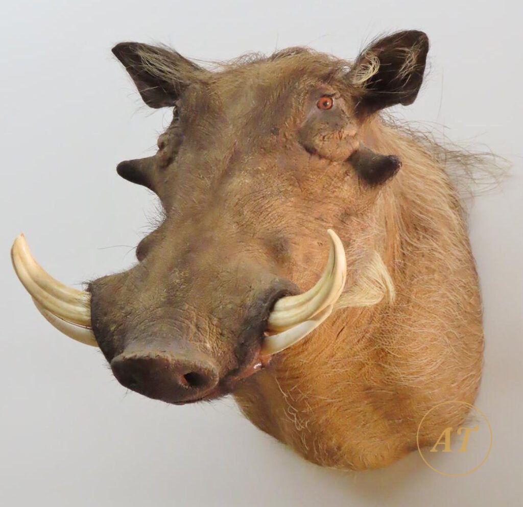 Warthog shoulder mount taxidermy for sale in Australia, genuine tusks