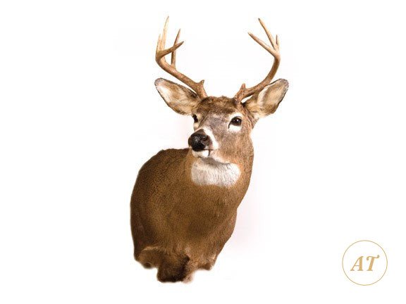 Whitetail deer shoulder mount taxidermy, 8-point rack, for sale in Australia